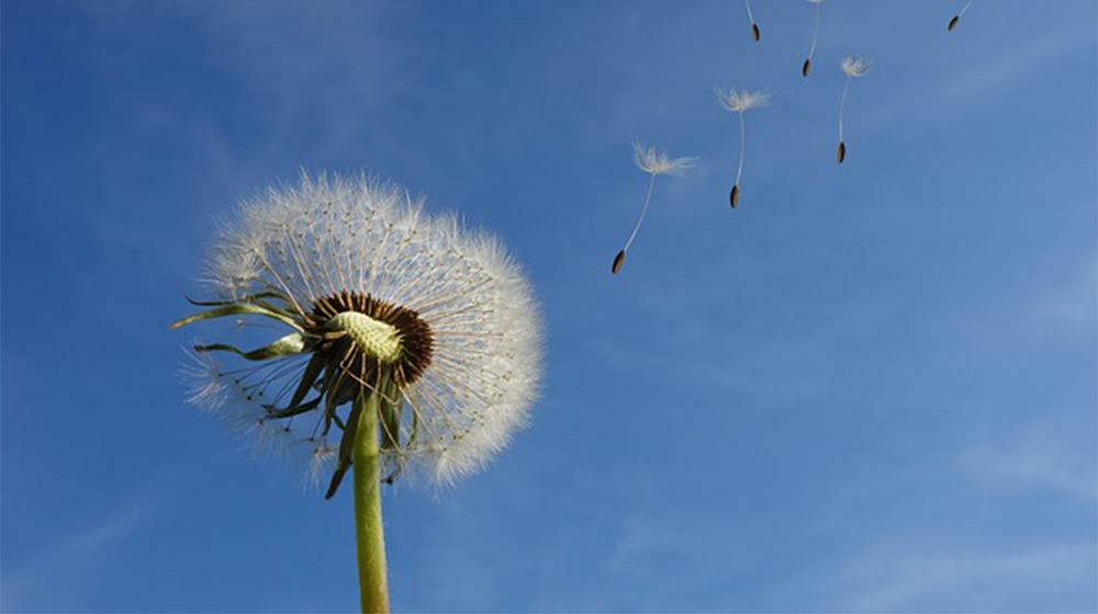 Pusteblume